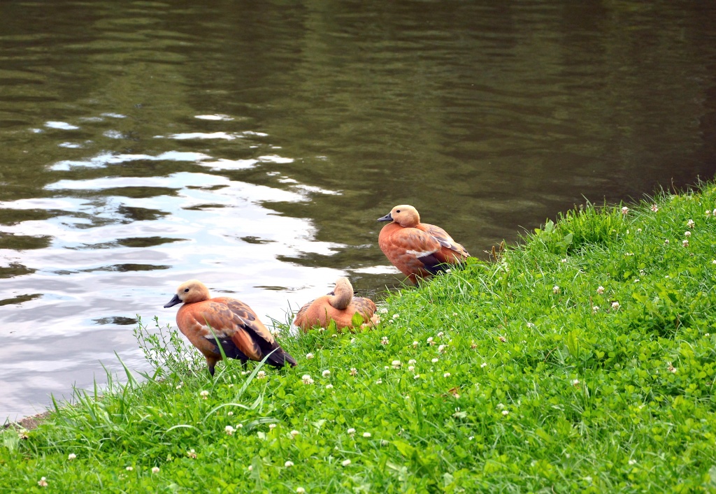 DSC_4396.JPG DSC_4396.JPG